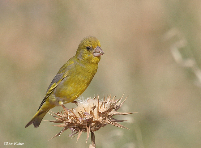      European Greenfinch Carduelis chloris                    ,   , 2009 .: 